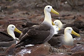 Galapaga albatroso