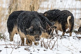 Porc laineux en hiver.