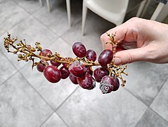 Moldy grapes.
