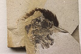 Відбиток голови птаха з еоценових відслонень Фуру