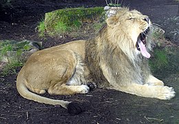 Azijinis liūtas (Panthera leo persica)