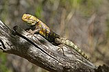 Desert spiny lizard (Sceloporus magister), Coconino County, Arizona, USA (17 April 2011)