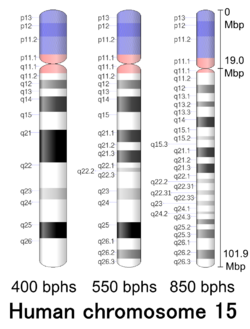 G-banding ideogram of human chromosome 15 in resolution 850 bphs. Band length in this diagram is proportional to base-pair length. This type of ideogram is generally used in genome browsers (e.g. Ensembl, UCSC Genome Browser).