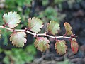 Větévka pabuku Nothofagus fusca