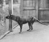 The Tasmanian Tiger photographed at Hobart zoo in 1933