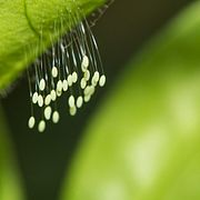 Huevos de Chrysopidae