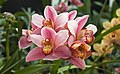 Orchidaceae Cymbidium, by Flying Freddy