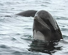 Црни делфин или гринд