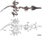 Herrerasaurus ischigualastensis (PVSJ 407, PVSJ 053)