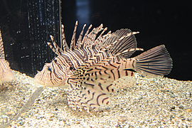 Pterois lunulata