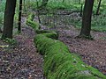 Steinerne Rinne bei Erasbach