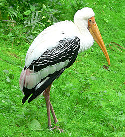 Indisk skovstork (Mycteria leucocephala)