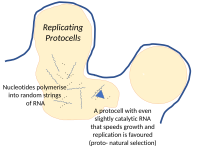 在热液喷口中的原细胞中，核苷酸可以聚合成随机的RNA链。任何具有轻微催化活性的RNA都会促进其原细胞的生长和复制，从而开始自然选择。[251]