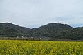 春の干拓地から望む神島