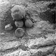 Figure 20. A few loose hematite spherules on an outcrop of sediments about 200 m from Endeavour Crater. The largest spherule has a diameter of 8.3 mm - this is one of the biggest photographed anywhere by Opportunity. The lower number density of spherules in this image is mainly due to the spherules sitting on outcrop rock rather than on soil. The number density on nearby soils are at normal, i.e., high, levels. Image taken on Sol 2669 (2011-07-28).