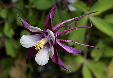 Aquilegia columbine magpie cultivar, by JJ Harrison