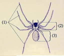 鋏角類のクモの合体節：前体・後体