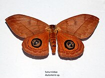 Бабочка из рода Automeris