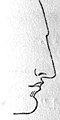 «Греческий нос» («понтийский нос») — относительно крупный, с прямой спинкой