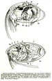 Image 15Anatomy of Cypridina mediterranea (from Ostracod)