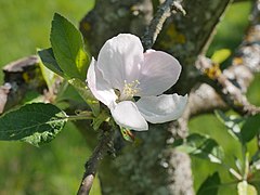 Einzelblüte