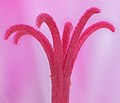 Vista de alta resolución de la estigma de una Pelargonium zonale.
