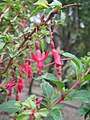 Fuchsia magellanica .