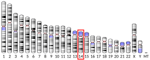 Cromosoma 14 (humà)
