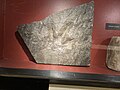 Et af to dinosauraftryk, velociraptor, 180 millioner år gamle, Højenæs Museum.
