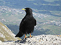 Альпійська галка (Pyrrhocorax graculus)