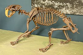 Smilodon fatalis griaučiai Vašingtono Nacionaliniame gamtos istorijos muziejuje