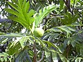 Frutti e foglie di Artocarpus altilis, Hawaii