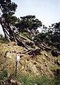Træ som faldt i orkanen 1988, men overlevede.