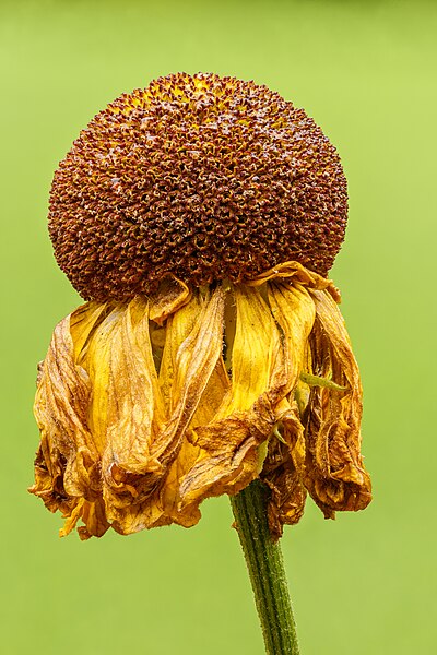 Restos de uma flor molhada pela chuva (Helenium 'El Dorado'). Técnica do empilhamento de foco (focus stacking) de 71 imagens. (definição 3 456 × 3 456)