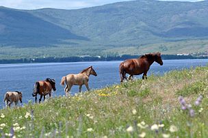 Cavalls Baixkirs al llac Iakti-Kul