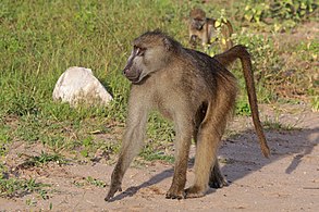 Male P. u. griseipes Chobe National Park, Botswana