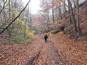 Le bois en automne