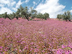 Lilas en un olivar de Jaén