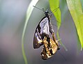 Papilio dardanus