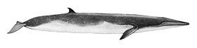 Balaenoptera edeni