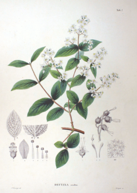 Deutzia crenata