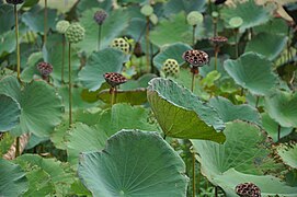 Faux-fruits du lotus et feuilles.