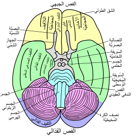 منظر قاعدي للدماغ البشري (القمع مشار إليه الثالث من الأعلى في الجانب الأيمن للصورة).