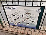 Water birds of Kelsey Park