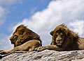 Lions