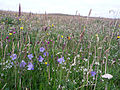 Image 8Wildflowers in machair, a coastal dune grassland found in the Outer Hebrides and elsewhere Credit: Jon Thomson