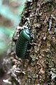 Glomeridae sp., Мадагаскар