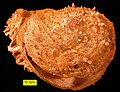 Spondylus iz pliocena na Cipru.