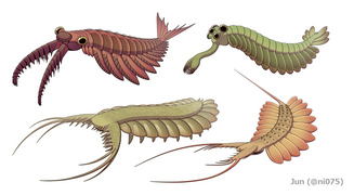 Quelques dinocarides : Anomalocaris, Opabinia, Pambdelurion et Kerygmachela