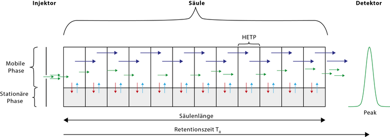 Schematische Darstellung der Vorgänge in der Säule (Verteilungschromatographie).